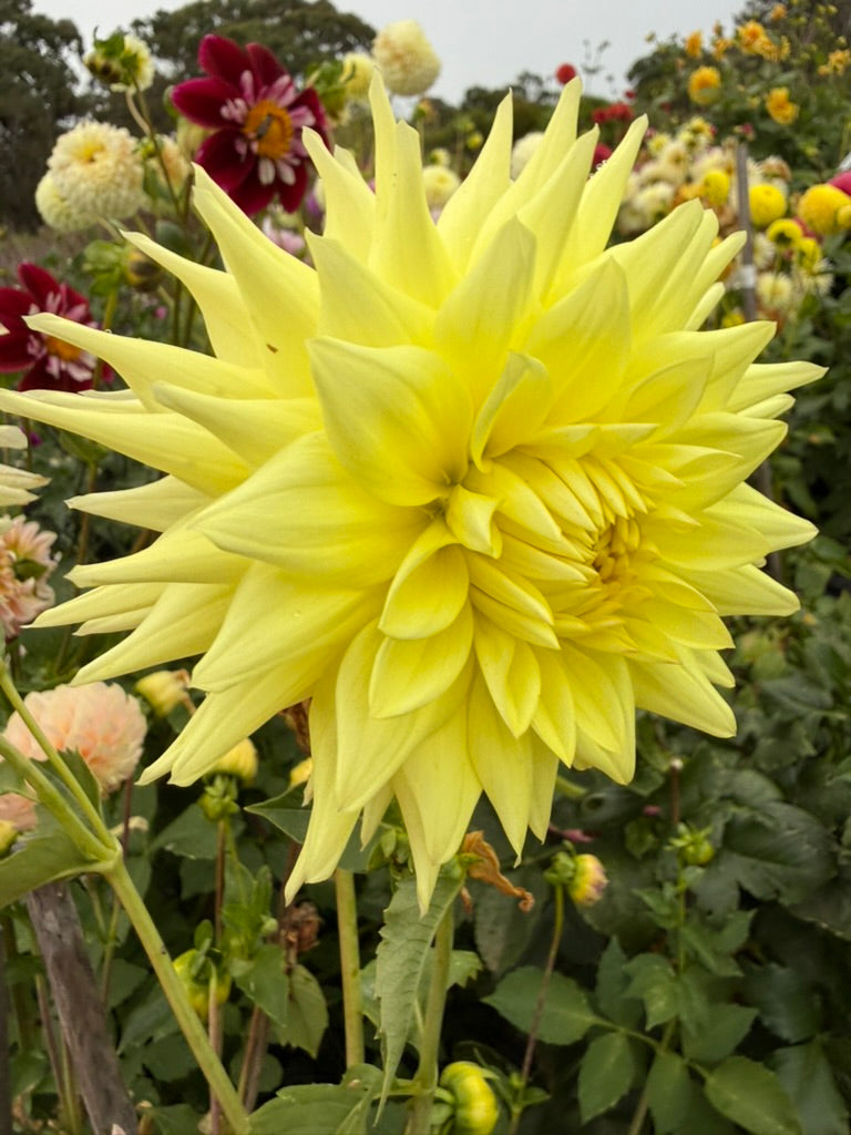 Dahlia - Wakefield Impersonator