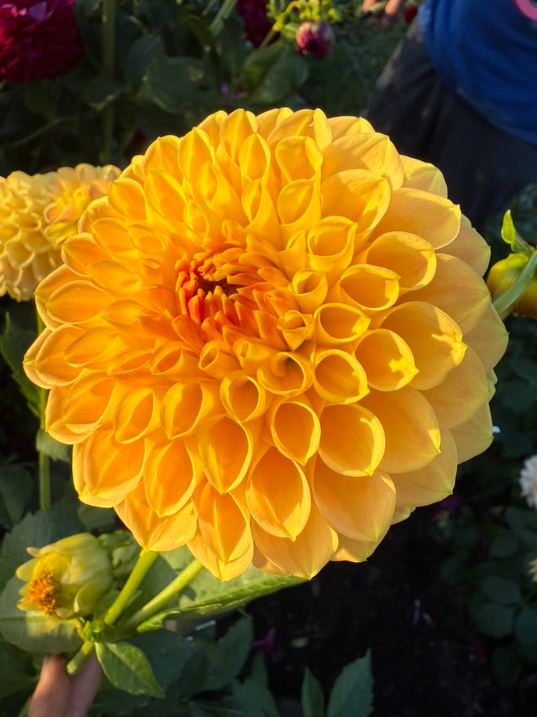 Dahlia - Devon 30