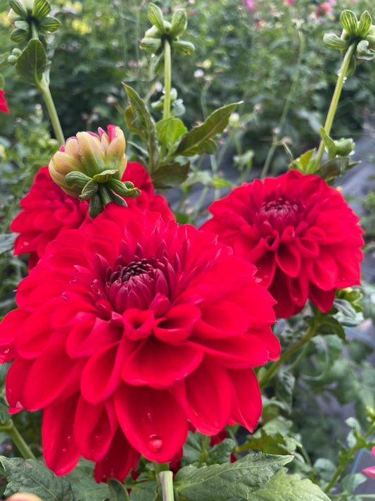 Dahlia - Aurora 'O'
