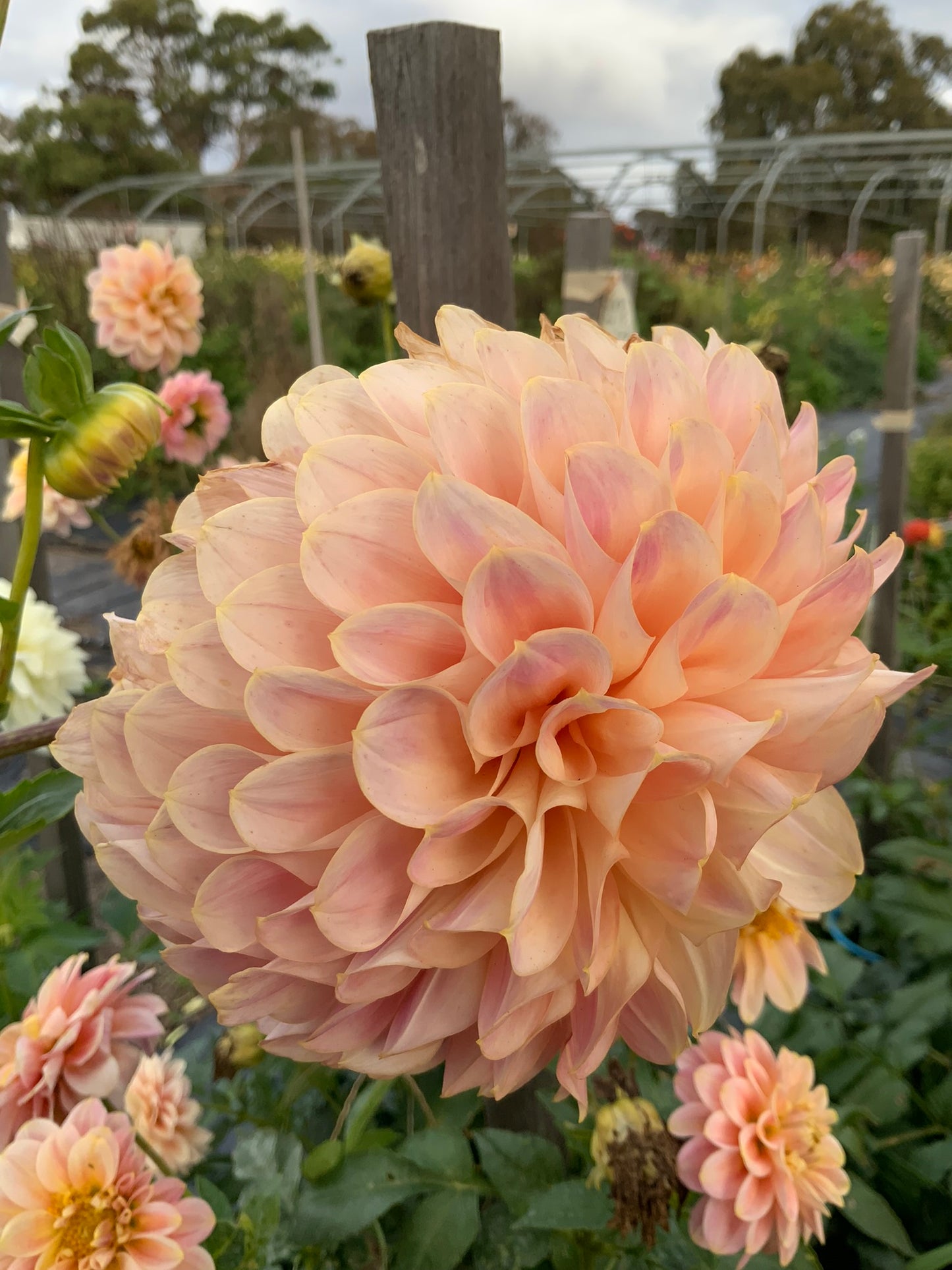 Dahlia - Coorabell Moonglow