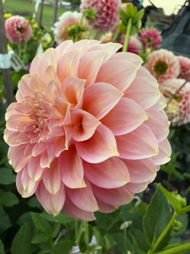 Dahlia - Coorabell Jessie