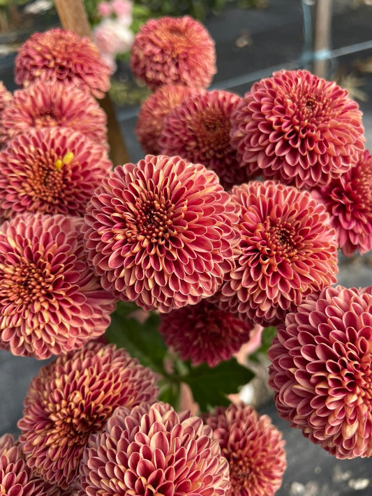 Heirloom Chrysanthemum - Rooted Cutting - Jewel Garnet