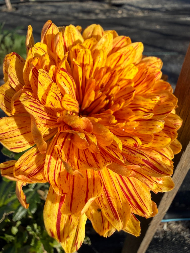 Chrysanthemum - Rooted Cutting - Barcelona