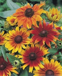 Seed - Rudbeckia Autumn Colours