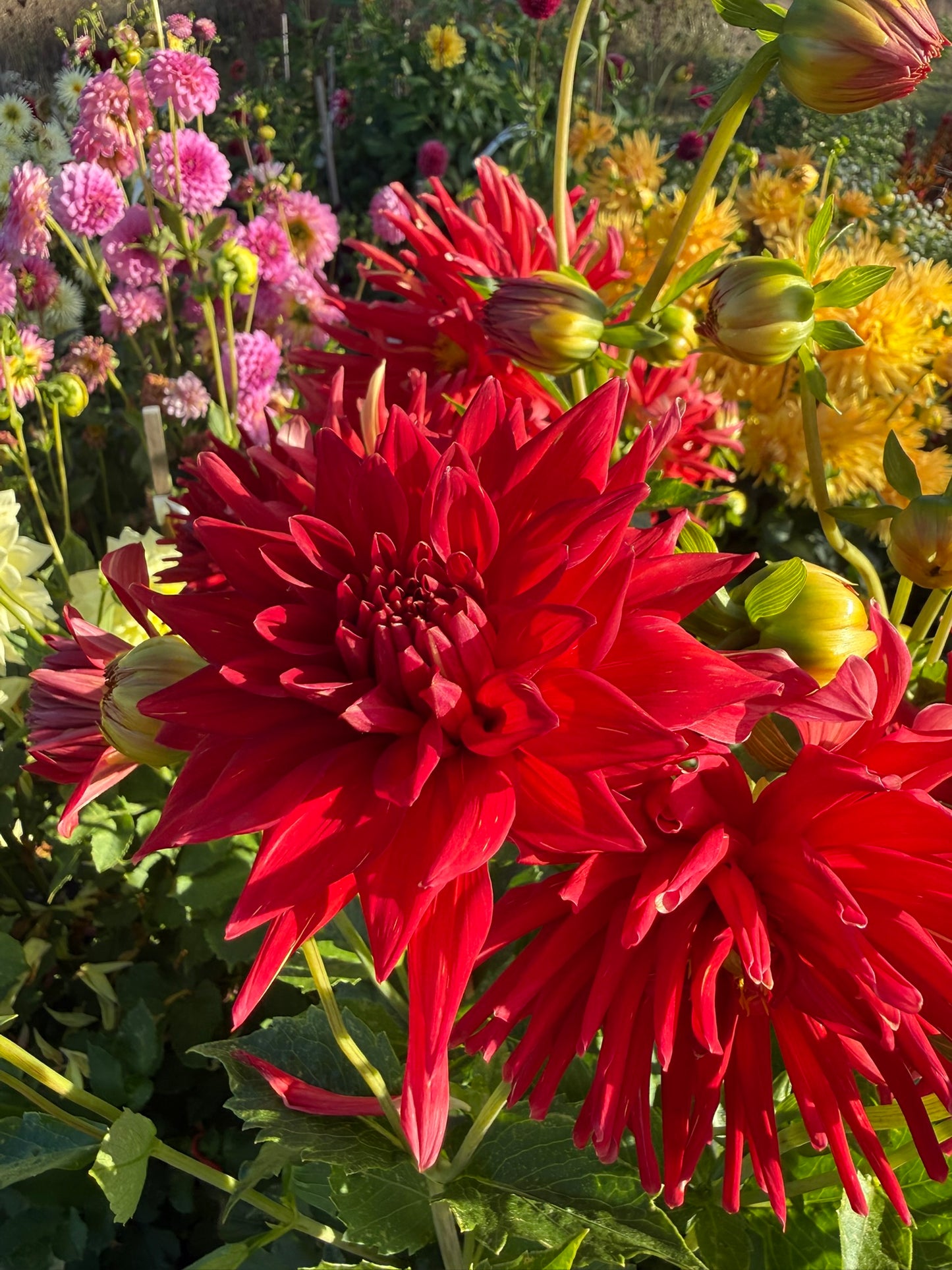 Dahlia - Shandy