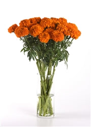 Marigold Xochi Orange