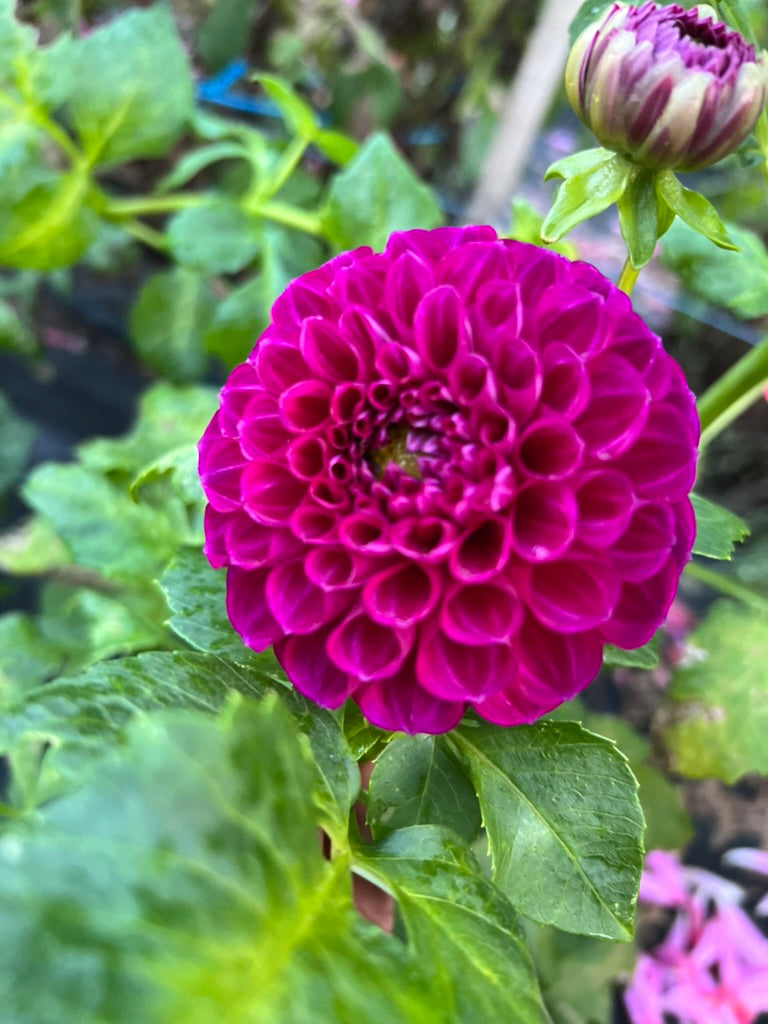 Dahlia - Burgundy Bonanza