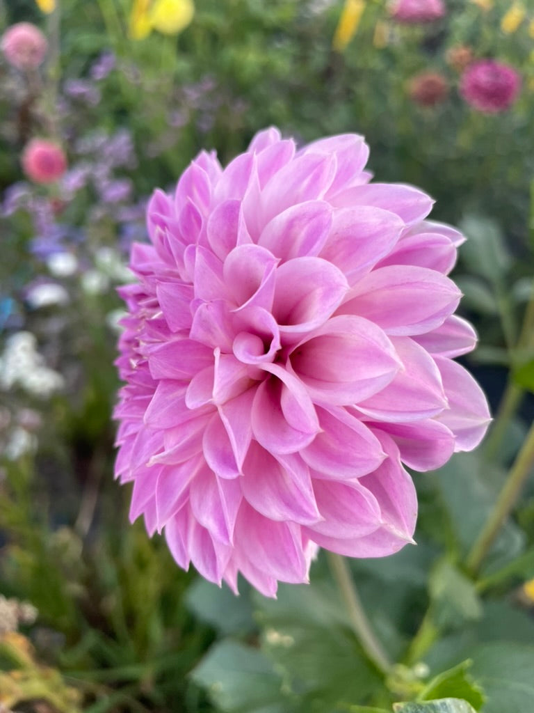 Dahlia - CK Faye
