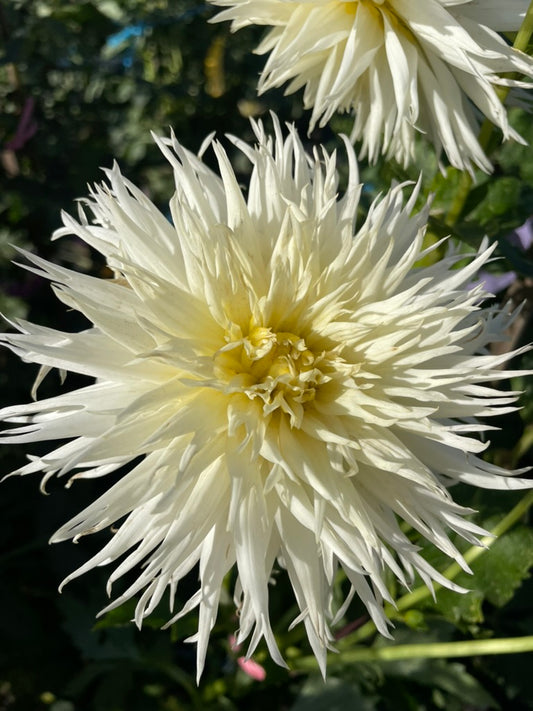 Dahlia - Aitara Spendrift (NA 2025)