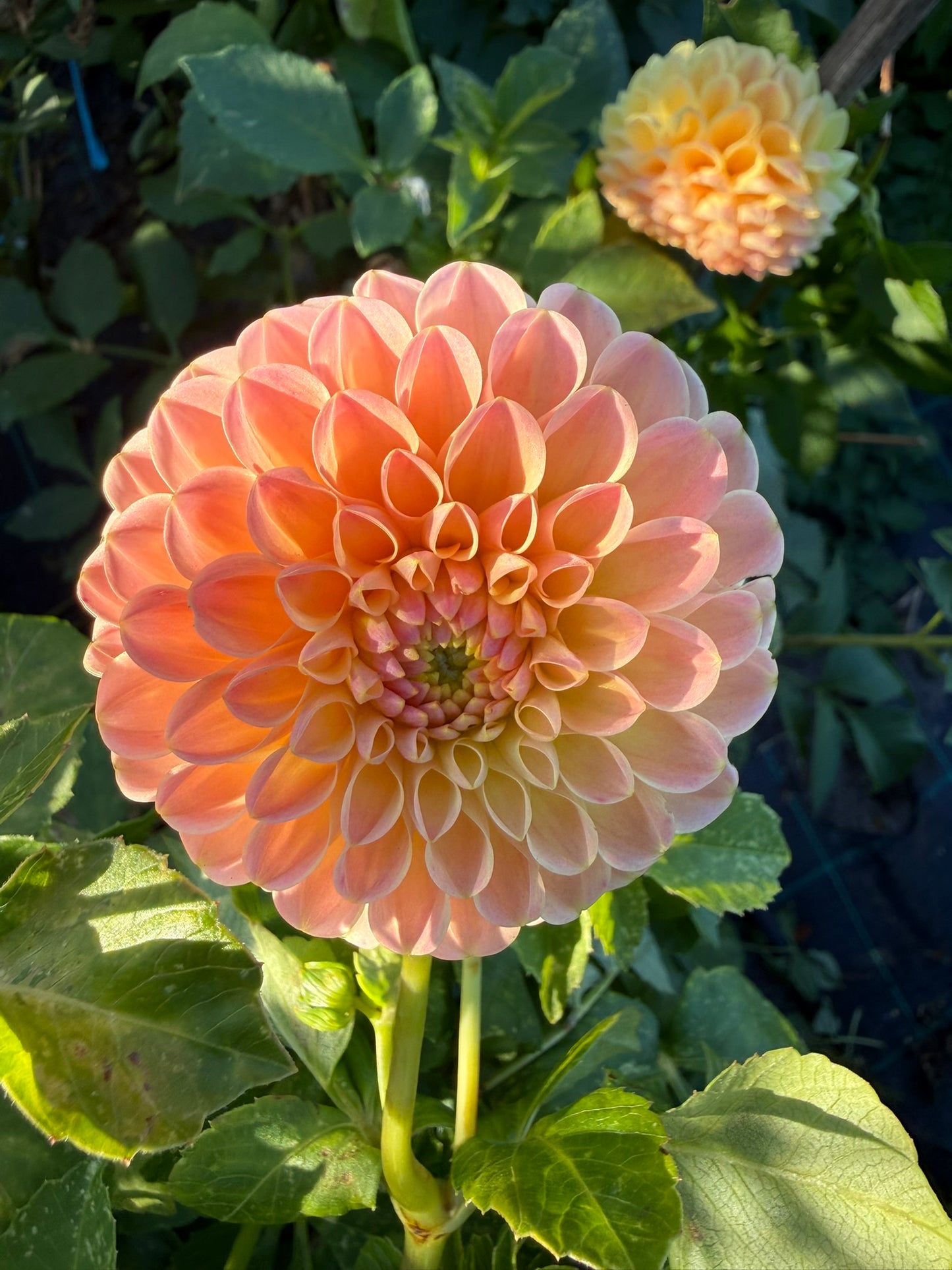 Dahlia - LATE