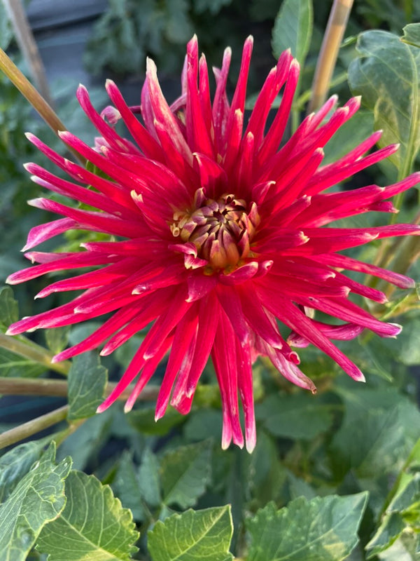Dahlia Seed - Devon Blaze