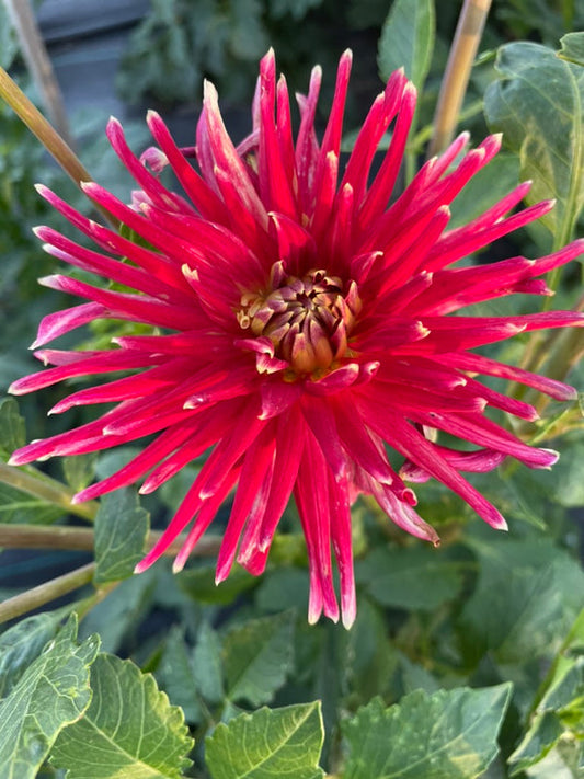 Dahlia Seed - Devon Blaze
