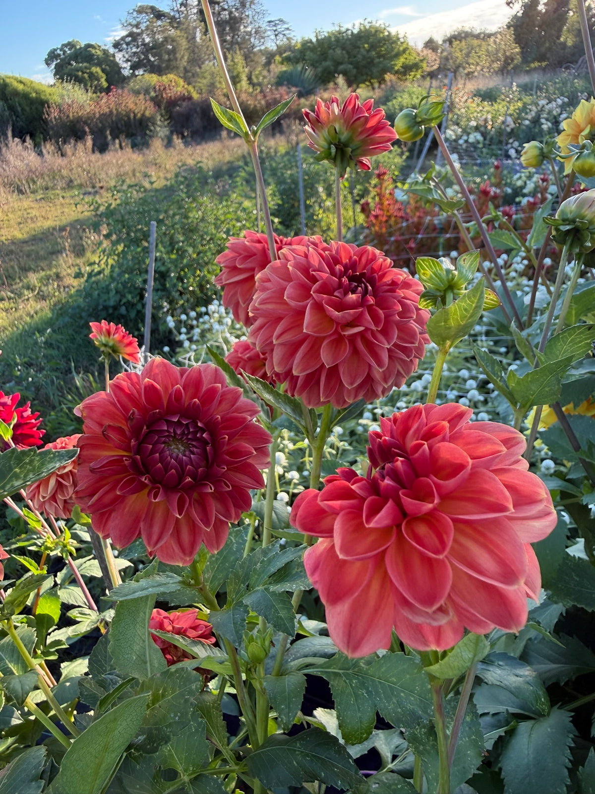 Dahlia - Bronze Medallion