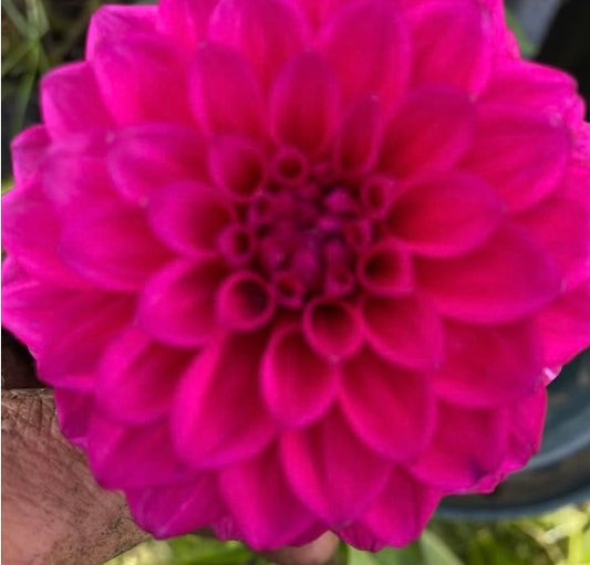 Dahlia - Galaxy