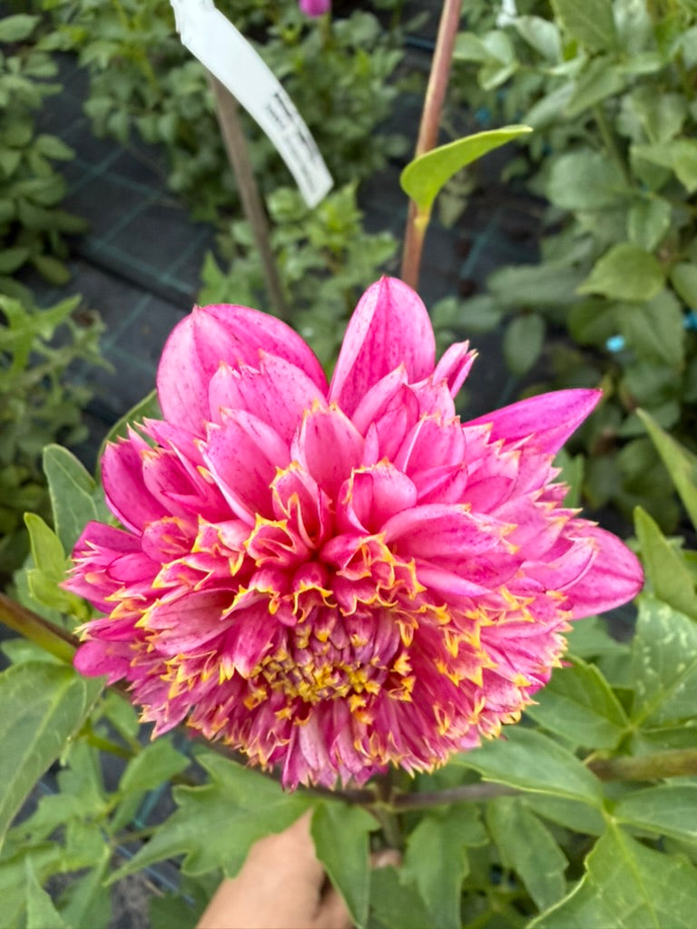 Dahlia - Purine