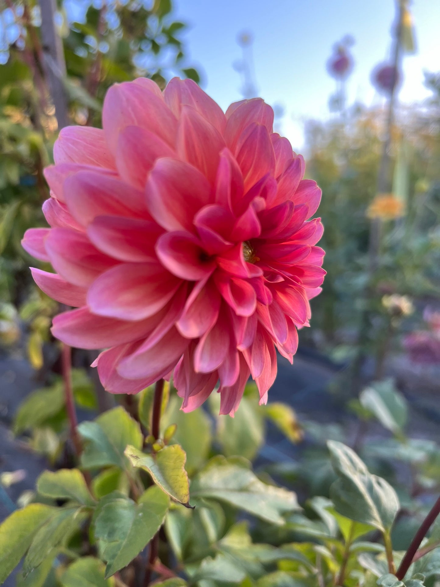 Dahlia - Pale Sunset