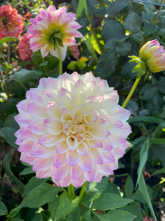 Dahlia - Sweetheart