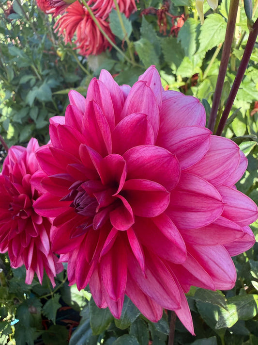 Dahlia Seed - Venus