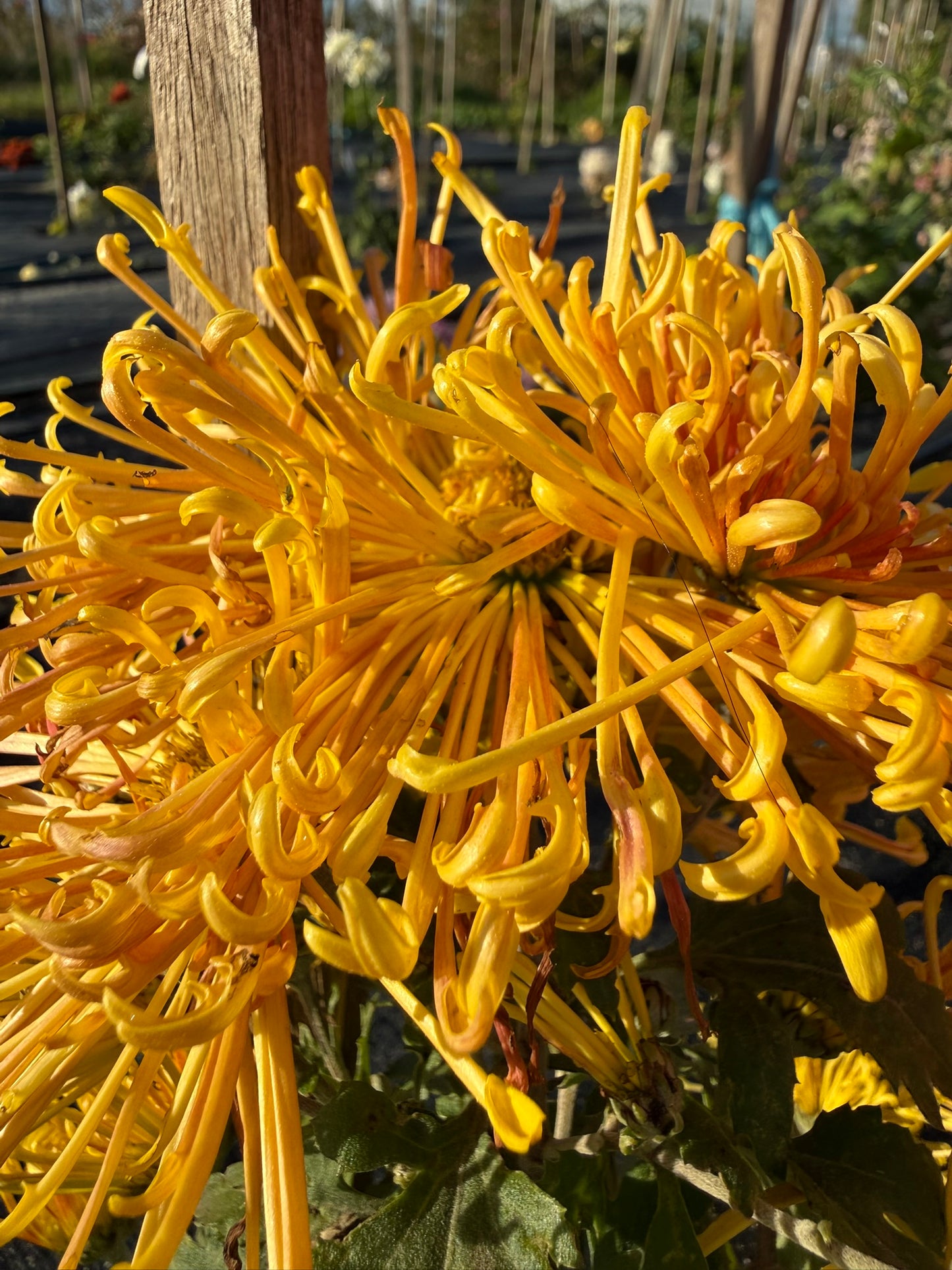 Chrysanthemum - Rooted Cutting - Goshu Penta