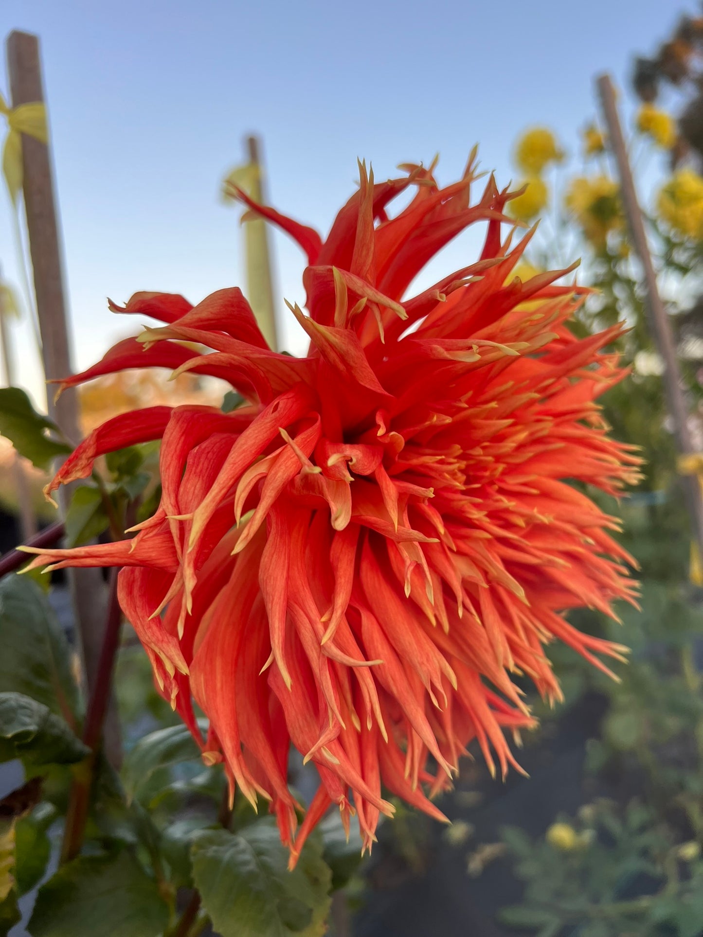 Dahlia - Show & Tell