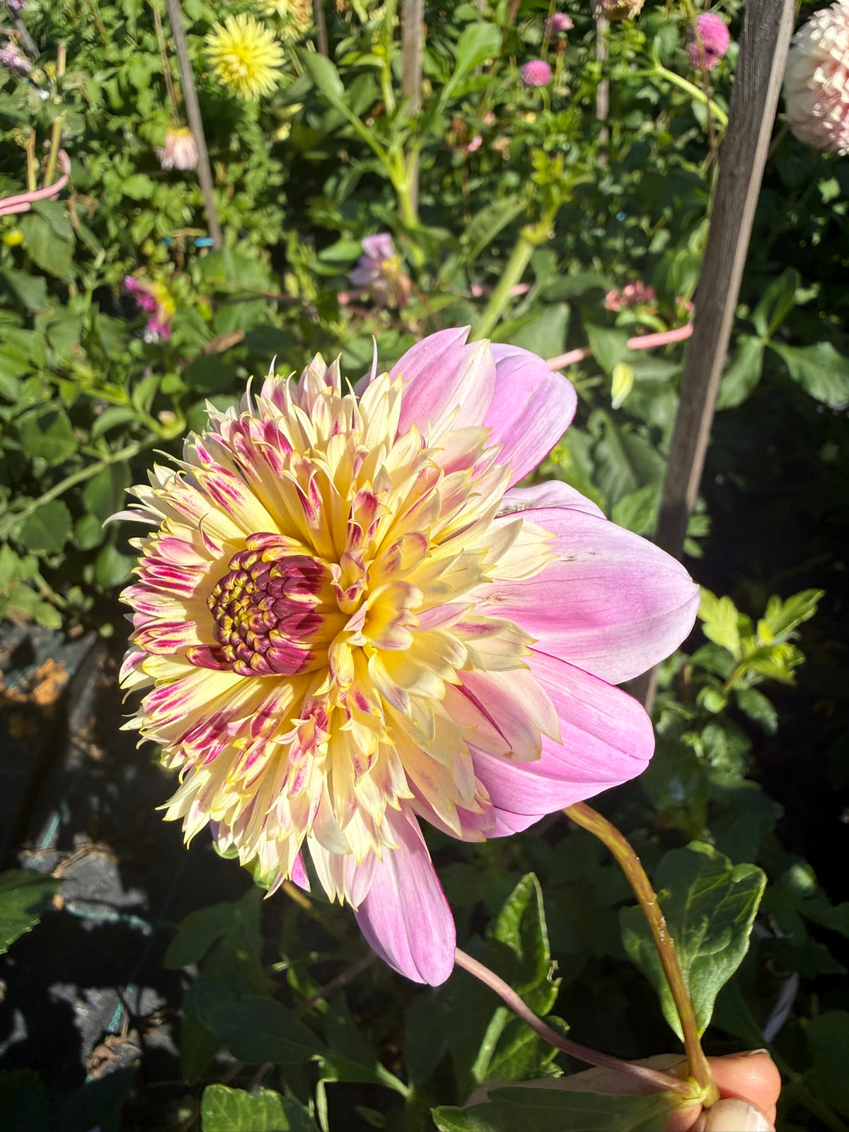 Dahlia - Mawak