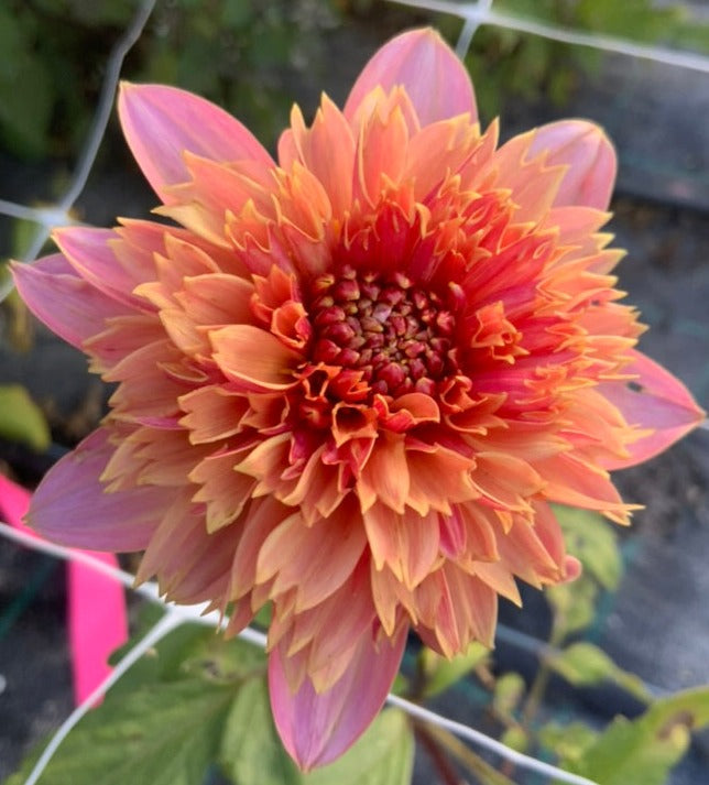 Dahlia - Ron's Beauty