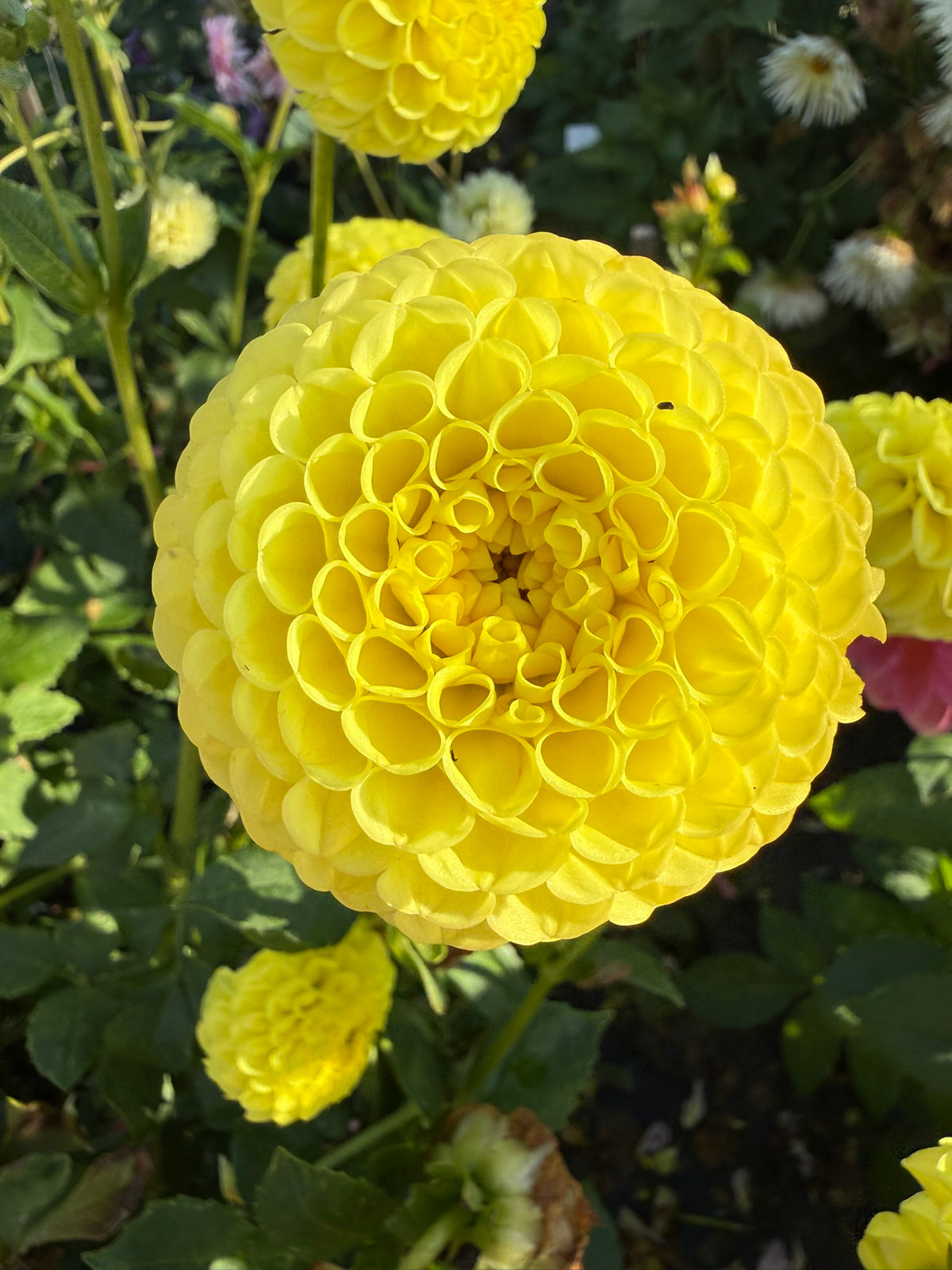 Dahlia - Ryecroft Wizard