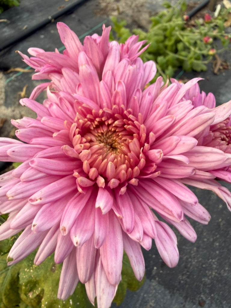 Chrysanthemum - Rooted Cutting -Seaton's Percy