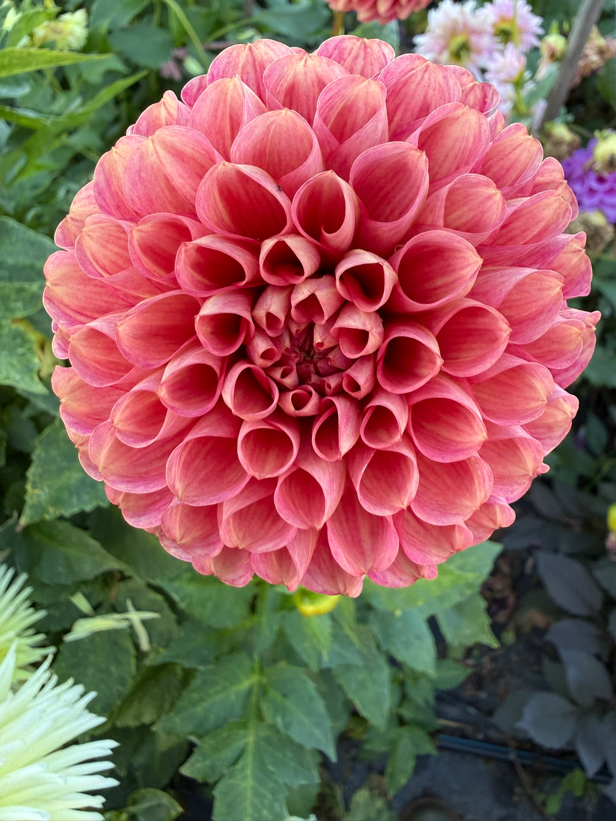 Dahlia - Nabiac Nevel