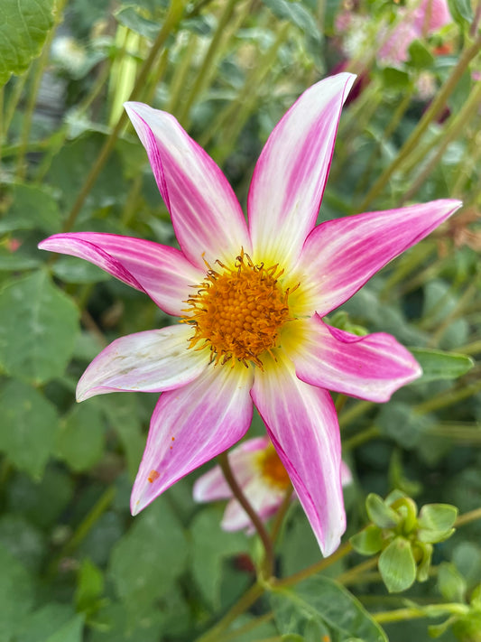 Dahlia - Warraview Seedling