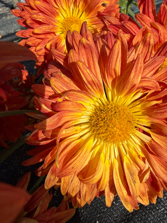 Chrysanthemum - Rooted Cutting - Kellie's Bonfire