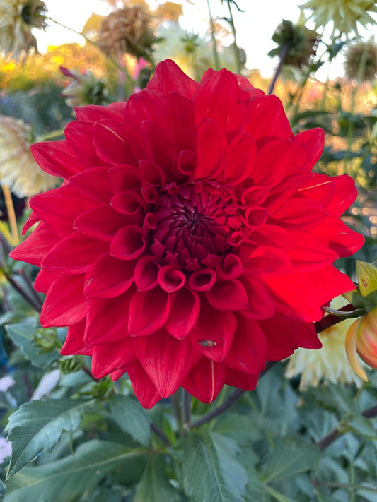 Dahlia Seed - Devon Apache