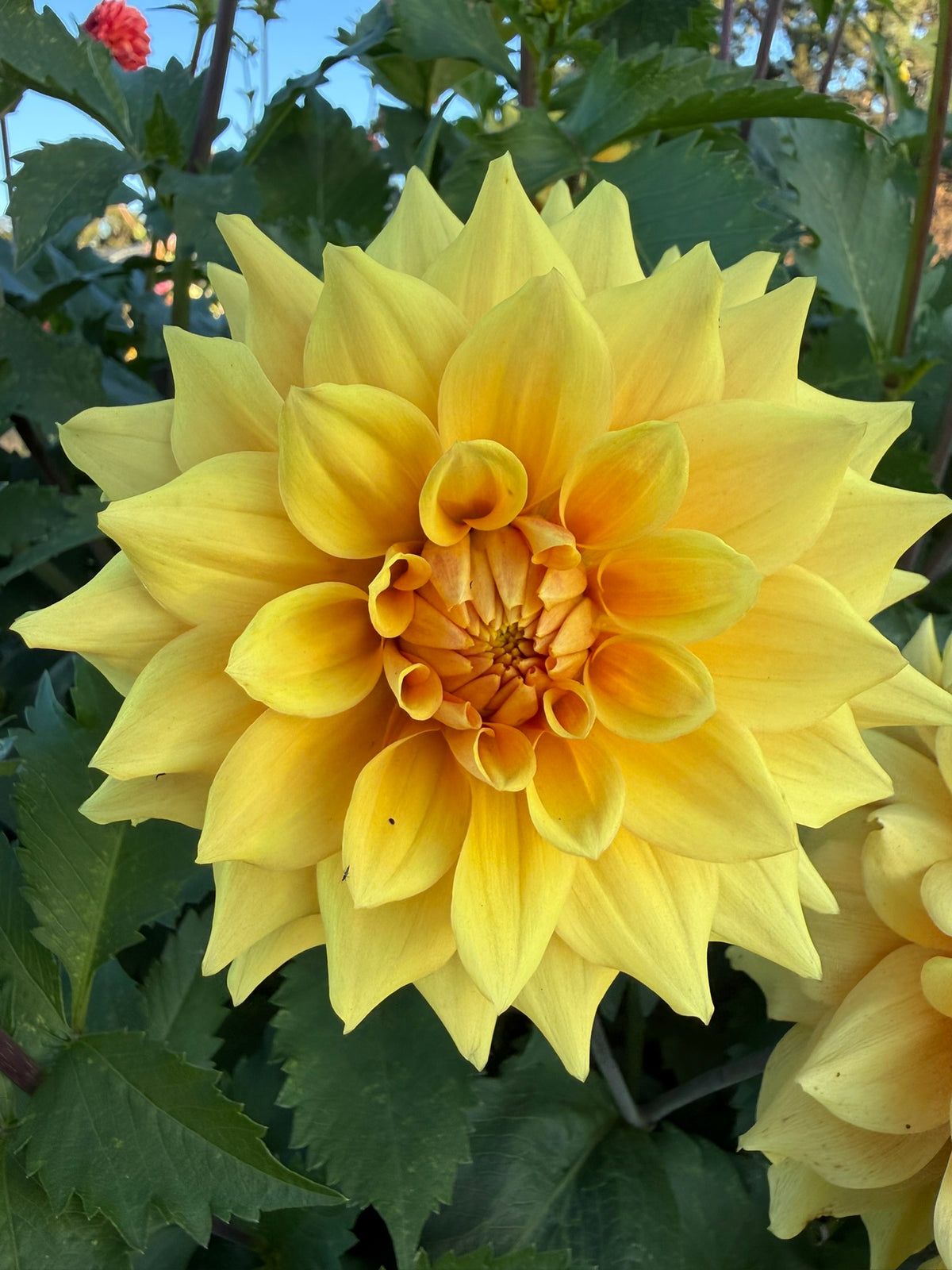 Dahlia - Devon Moon