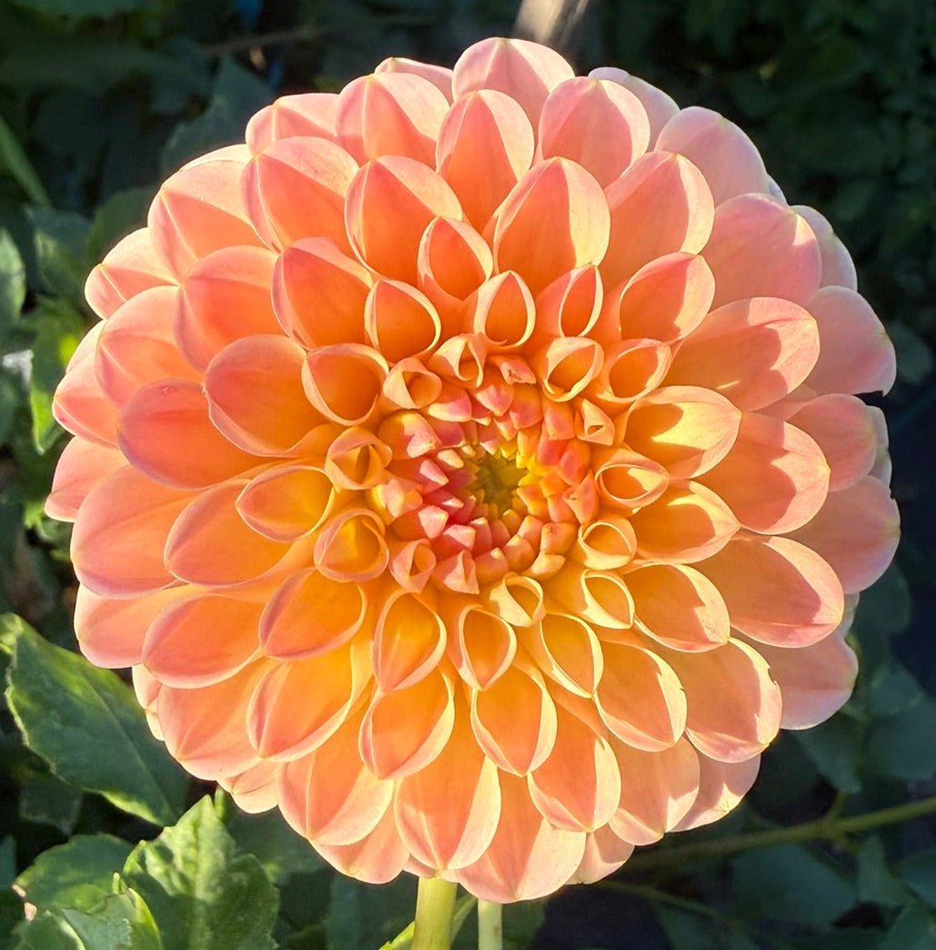 Dahlia - LATE