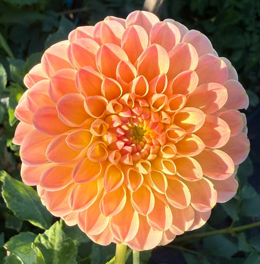 Dahlia - LATE