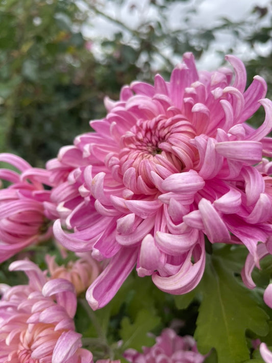 Chrysanthemum - Rooted Cutting - Xena