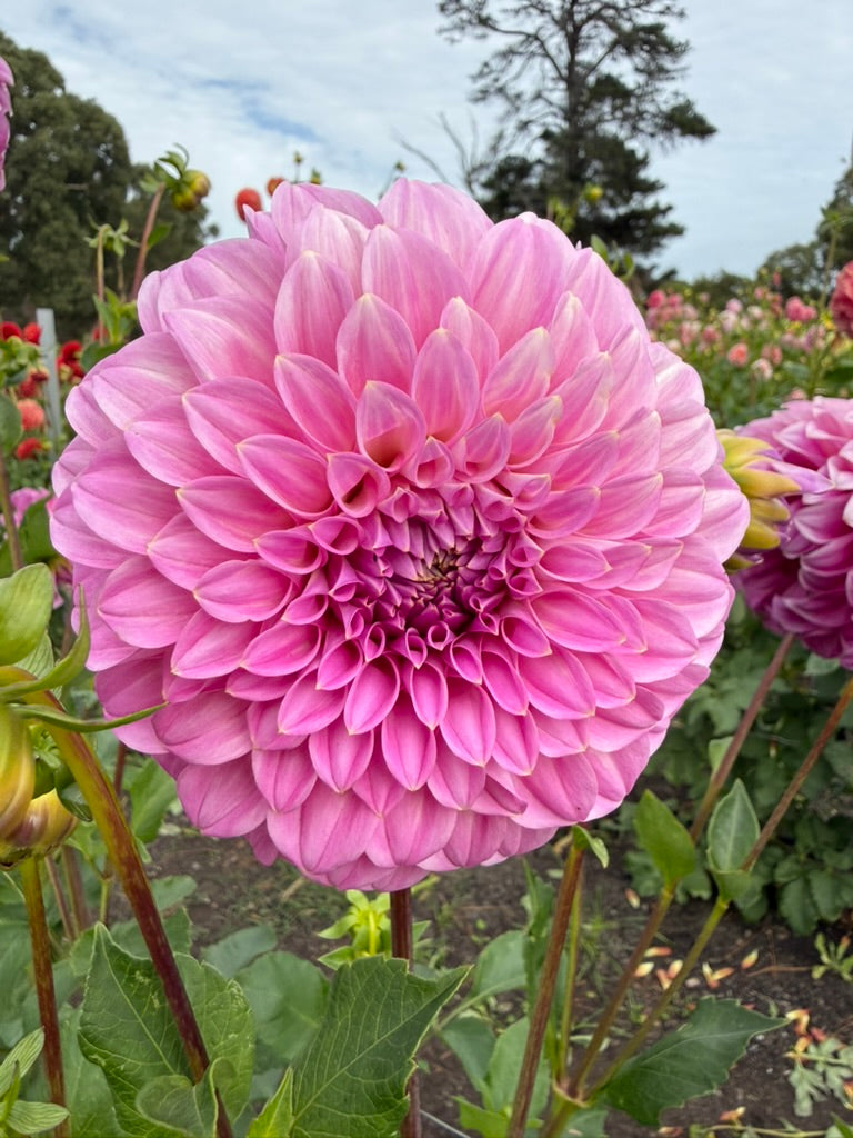Dahlia - Coorabell Sophie