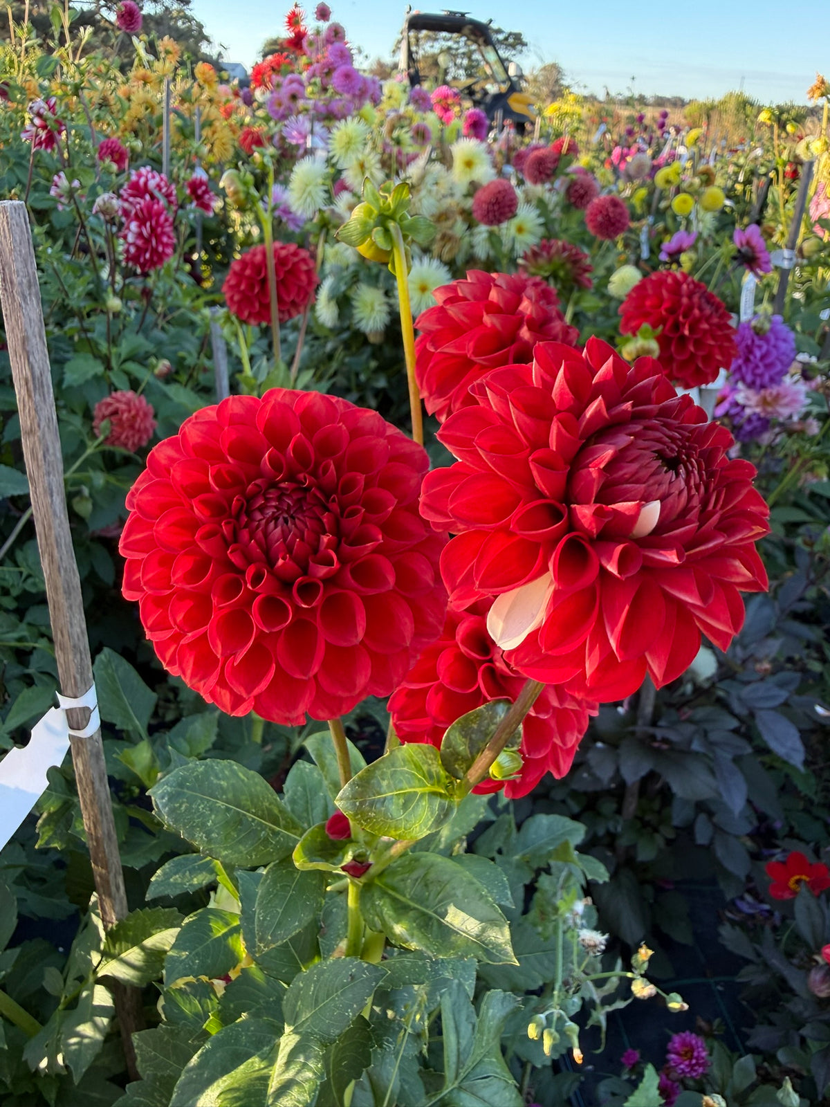 Dahlia - Xanzu District 13