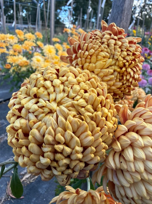 Chrysanthemum - Rooted Cutting - Bill Florentine