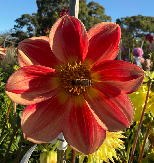 Dahlia Seed - Devon Hotlips