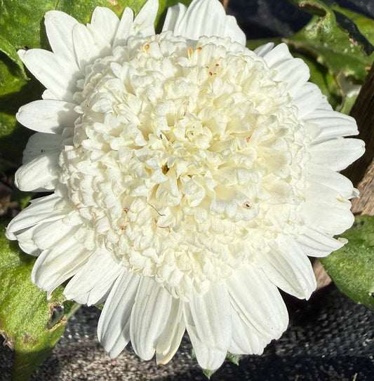Chrysanthemum - Rooted Cutting - Helen Castle