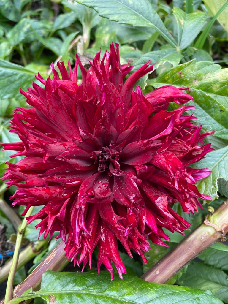 Dahlia - Red Red Red