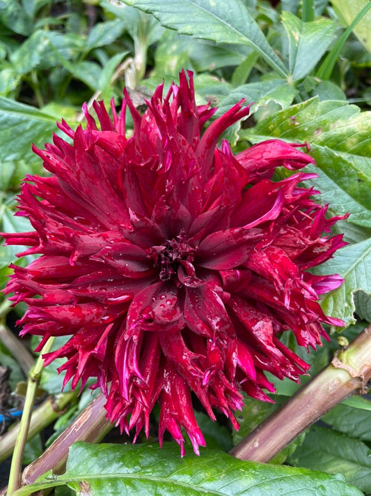 Dahlia - Black Macopa