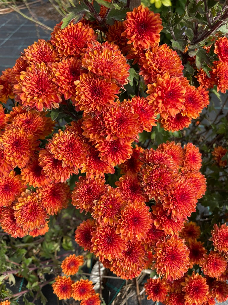 Heirloom Chrysanthemum - Rooted Cutting - Chrystal Bronze