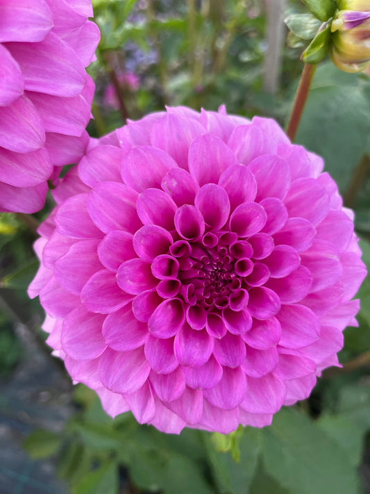 Dahlia - Glenmarc Connie