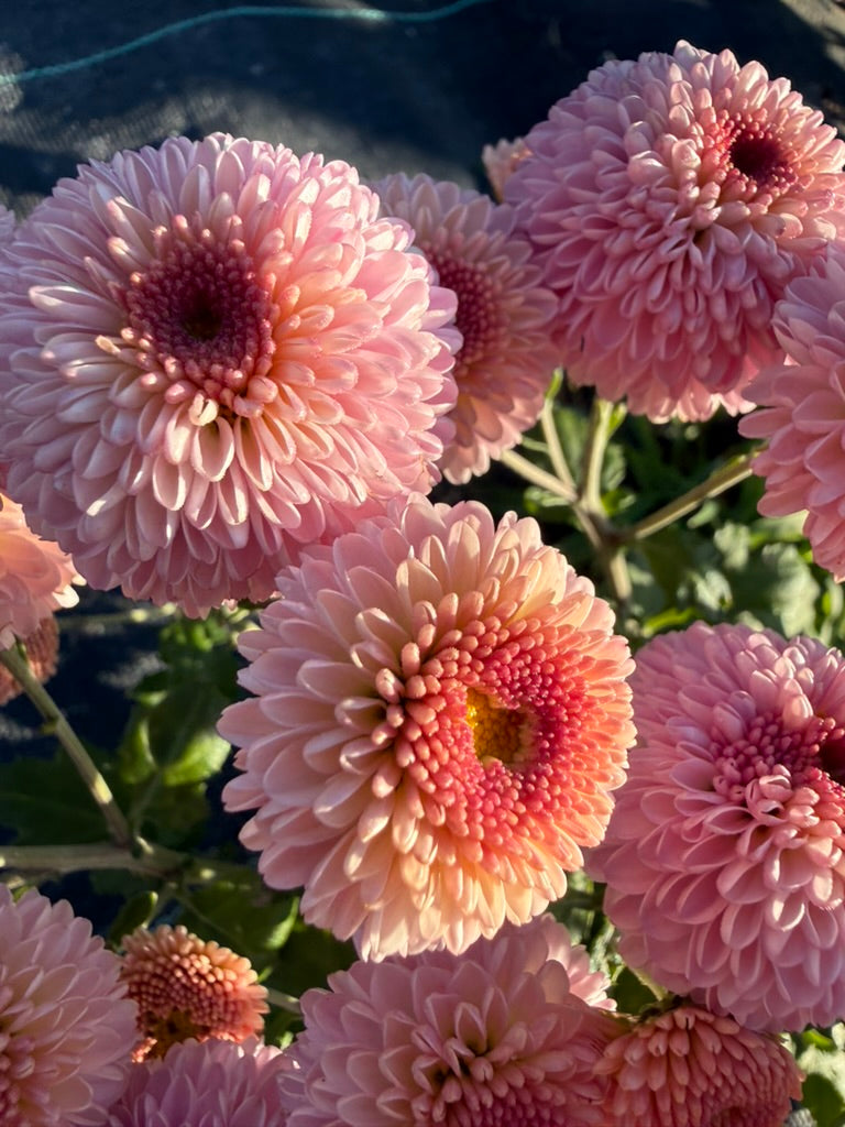 Chrysanthemum - Rooted Cutting - Jewel Sunpink