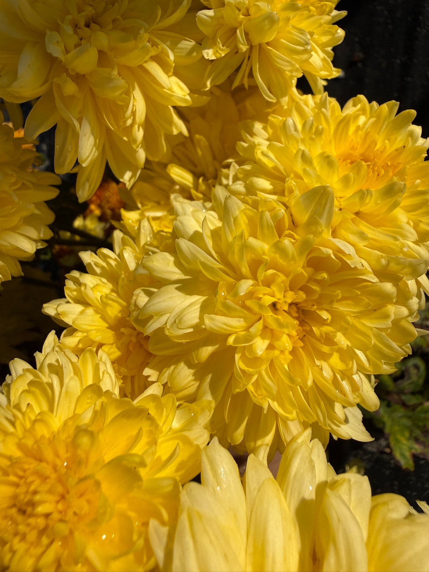 Chrysanthemum - Rooted Cutting - Yellow John Wingfield