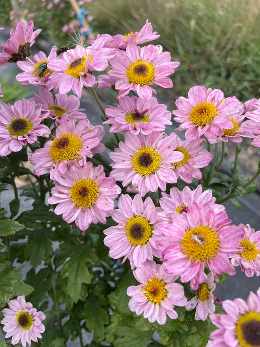 Heirloom Chrysanthemum - Rooted Cutting - Dark Eye Pink