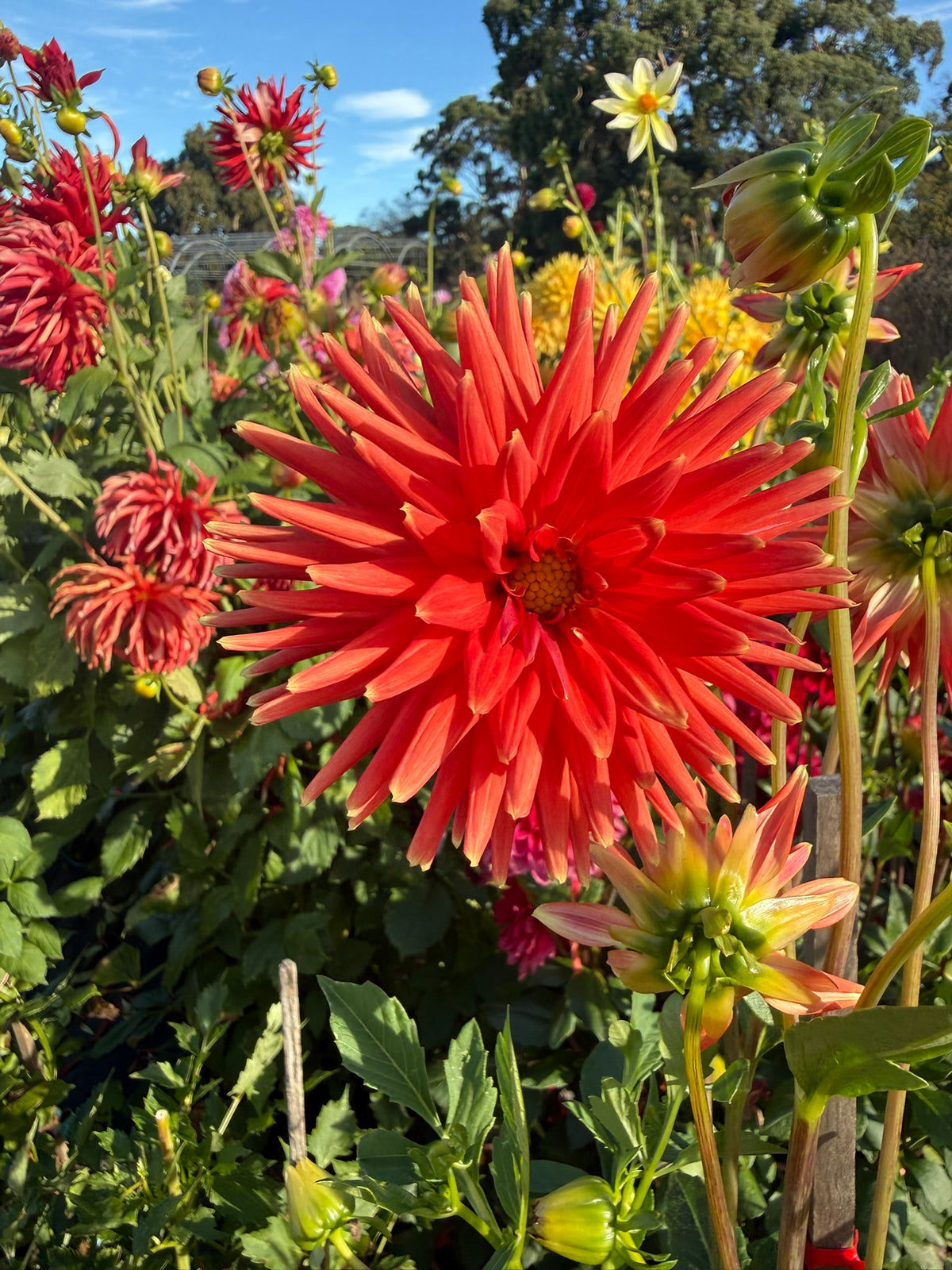 Dahlia - Araluen Fire