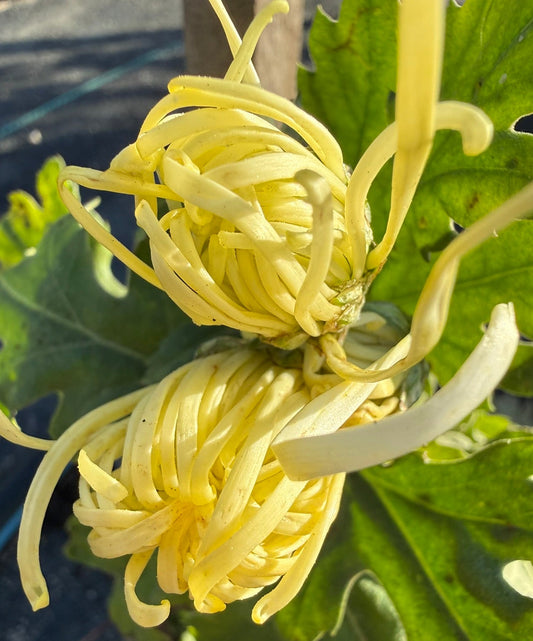 Chrysanthemum - Rooted Cutting - Mt Fuji